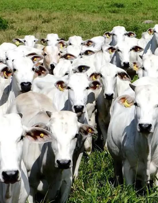 Carne bovina tem melhor semestre da história, mas precisa driblar os EUA