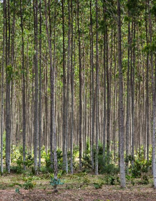Governo de Mato Grosso apoia expedição que vai mapear florestas plantadas no Brasil