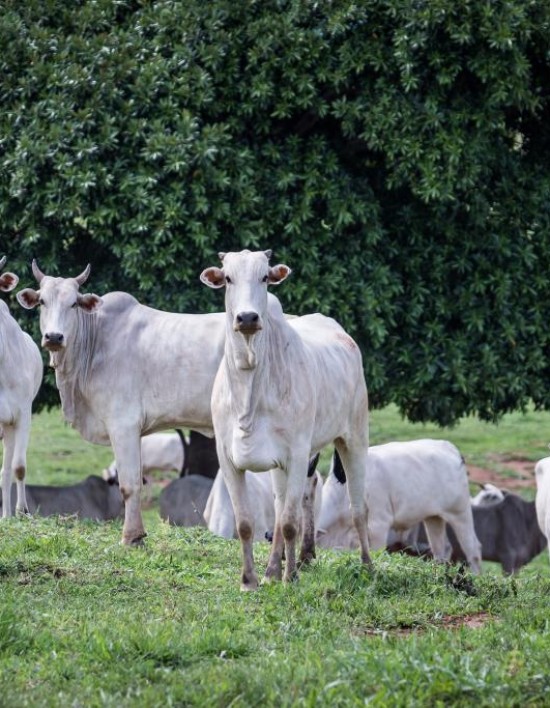 Rebanho bovino de MT conta com 32,1 milhões de cabeças