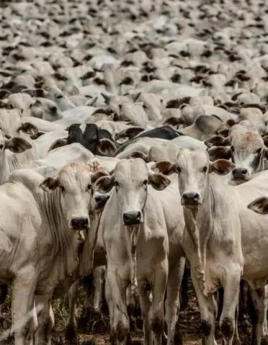 Mato Grosso segue liderando oferta nacional de carnes, com destaque para os bovinos