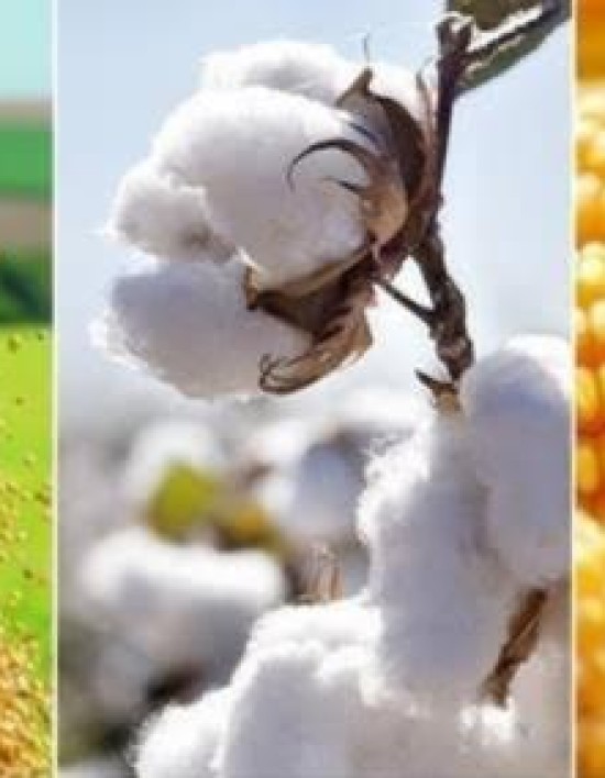 Setor agropecuário de MT cresce acima da média nacional e estabelece novos recordes
