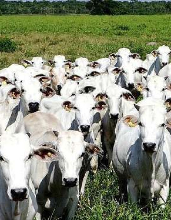 Exportações de carne no Brasil atingem recordes com produção sustentável