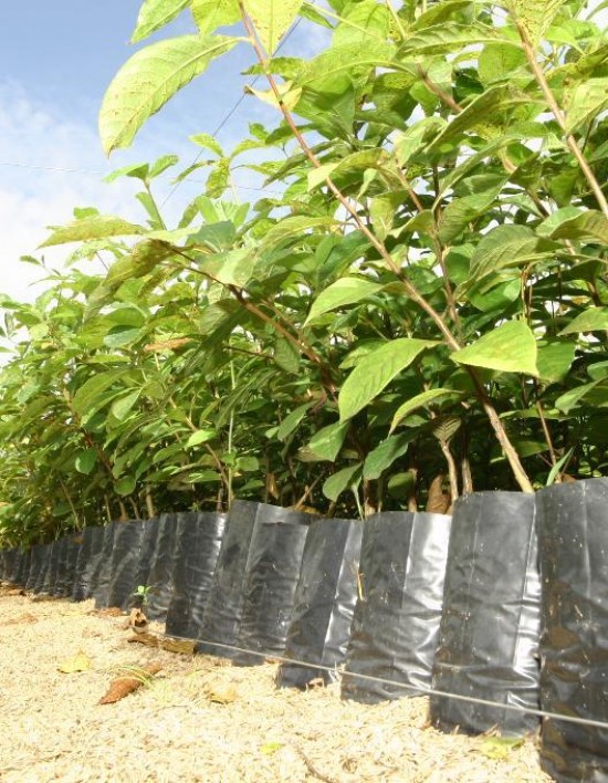 Técnicos da Empaer preveem coletar 1,2 milhão de sementes para produção de mudas nativas