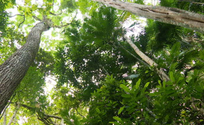 Iniciativas da sociedade civil ajudam a preservar Mata Atlântica