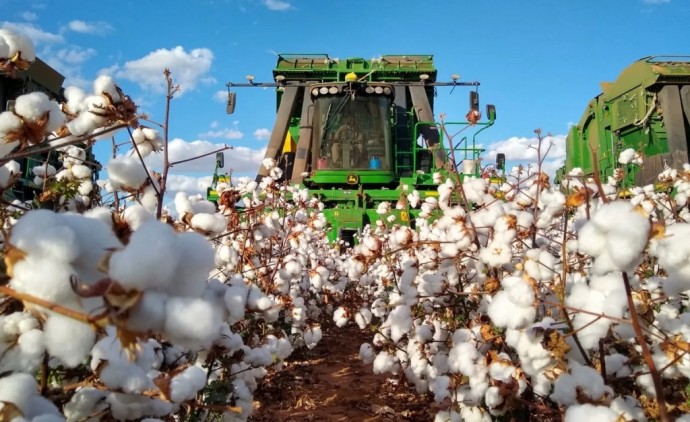 Brasil caminha para safra recorde de algodão com expansão da área cultivada