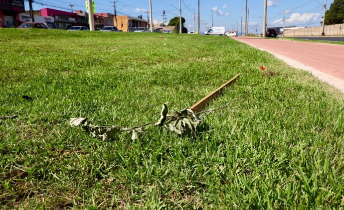 Cultivados há 20 dias, Ipês são arrancados do canteiro central da Avenida Dante Martins de Oliveira