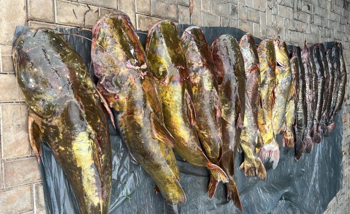 Batalhão Ambiental da PM prende irmãos com 223 quilos de pescado irregular em Várzea Grande