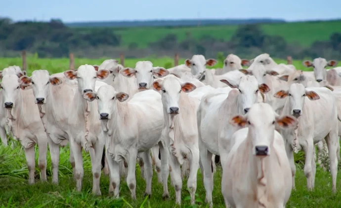 Produtores de MT lançam movimento para provar que carne do futuro não está nos laboratórios