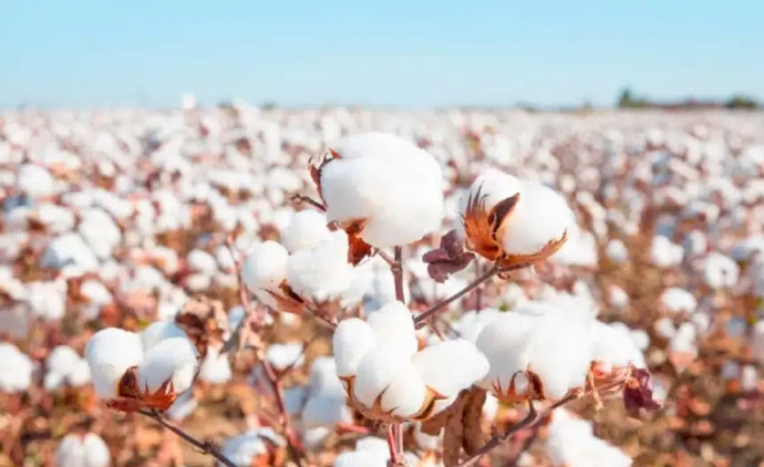 Clima tem contribuindo para o bom desenvolvimento do algodão mato-grossense