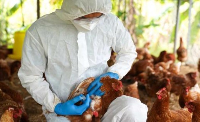 Exame descarta suspeita de gripe aviária em produção familiar de Mato Grosso