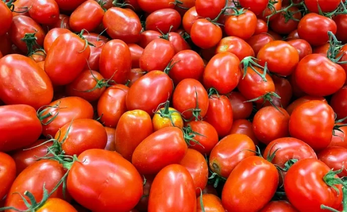 Preço do tomate quase dobra em 1 ano