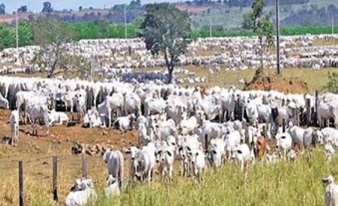 Brasil mira novos mercados com status sanitário livre da aftosa sem vacinação
