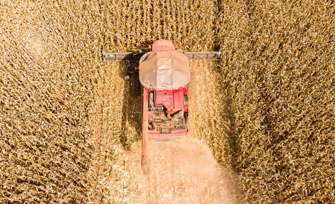 Mato Grosso inicia colheita de milho com previsão de safra recorde