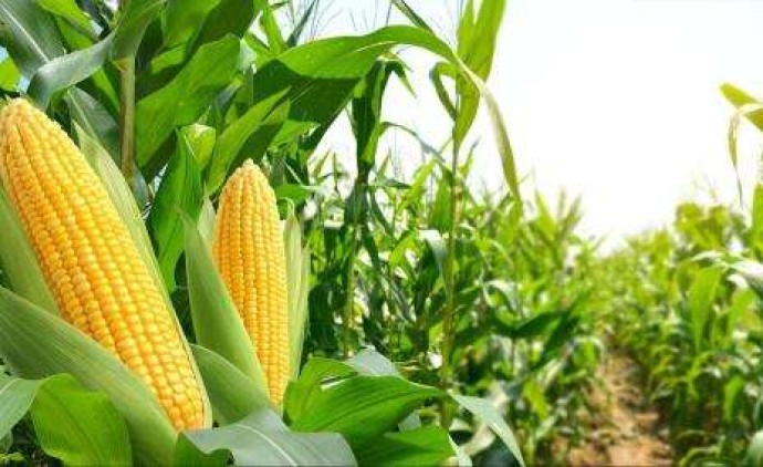 Mato Grosso inicia colheita de milho com projeção de recorde com 50 milhões de toneladas