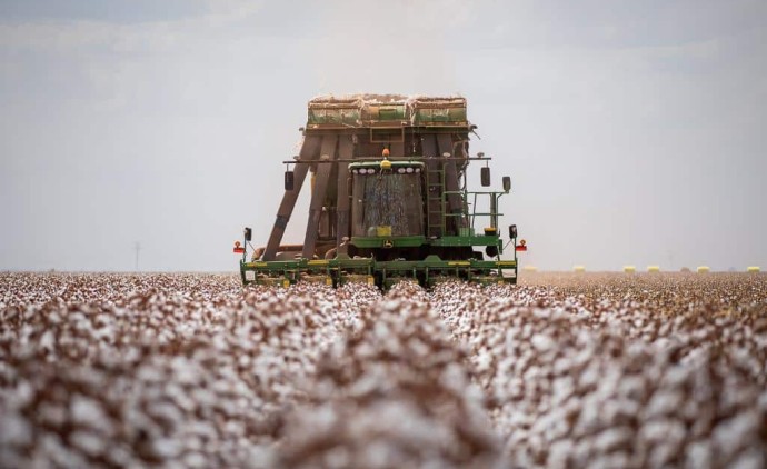 Começa colheita do algodão mato-grossense