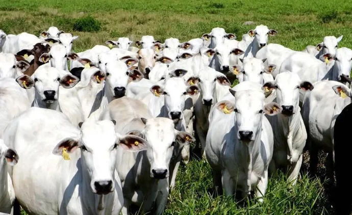 Carne bovina tem melhor semestre da história, mas precisa driblar os EUA