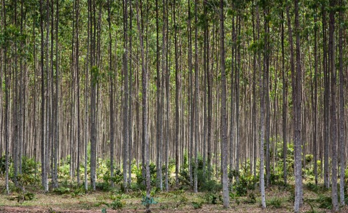 Governo de Mato Grosso apoia expedição que vai mapear florestas plantadas no Brasil