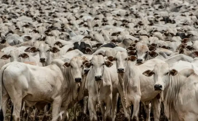 Mato Grosso segue liderando oferta nacional de carnes, com destaque para os bovinos