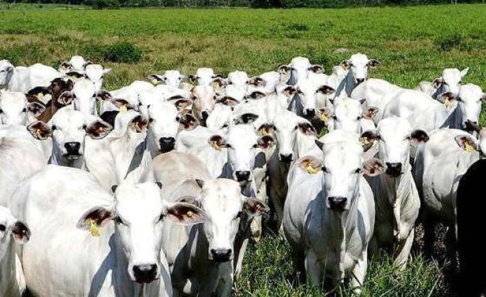 Exportações de carne no Brasil atingem recordes com produção sustentável