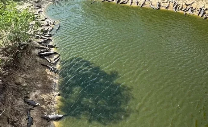 Turista flagra mais de 70 jacarés no Pantanal de MS