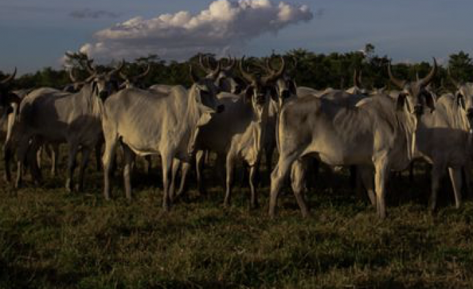 Agropecuária entra em vigor em setembro e vai reduzir emissão de carbono
