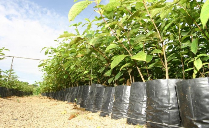 Técnicos da Empaer preveem coletar 1,2 milhão de sementes para produção de mudas nativas