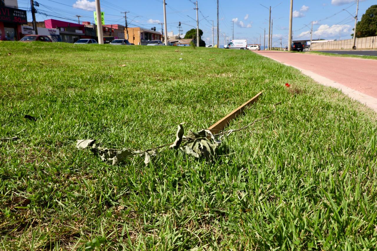 Cultivados há 20 dias, Ipês são arrancados do canteiro central da Avenida Dante Martins de Oliveira