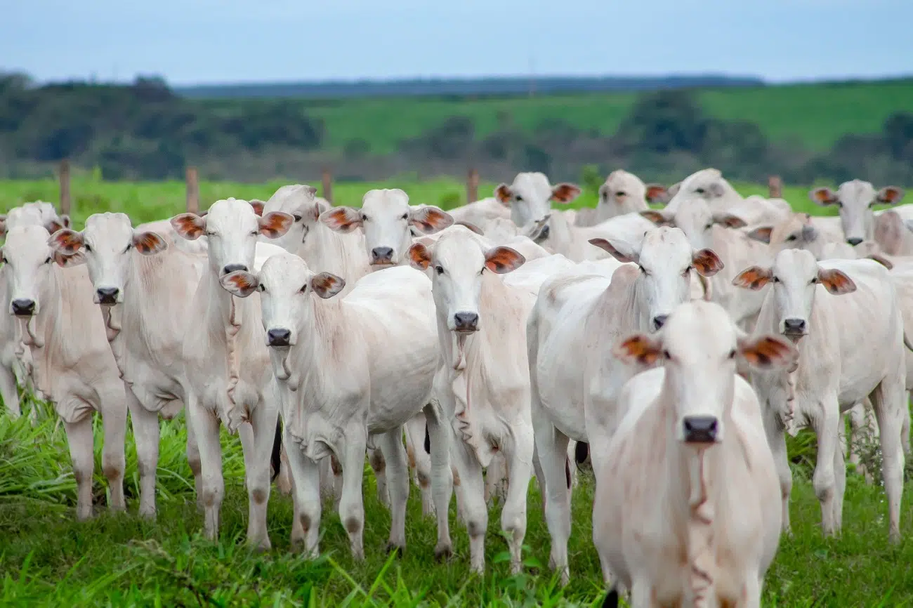 Produtores de MT lançam movimento para provar que carne do futuro não está nos laboratórios