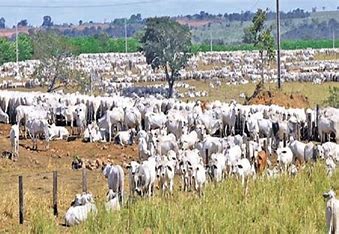 Brasil mira novos mercados com status sanitário livre da aftosa sem vacinação