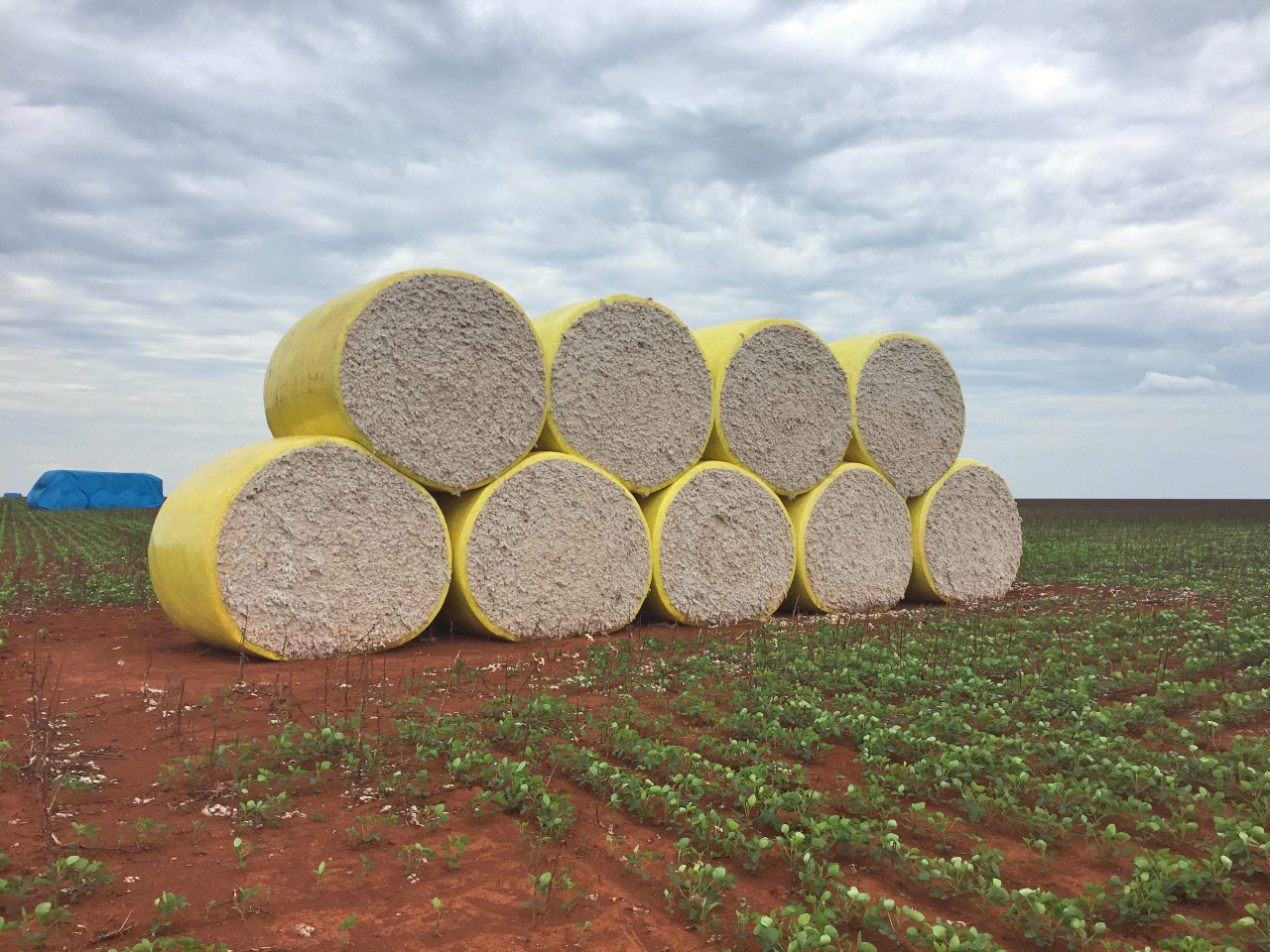 MT foi responsável por mais de 67% do algodão exportado pelo Brasil