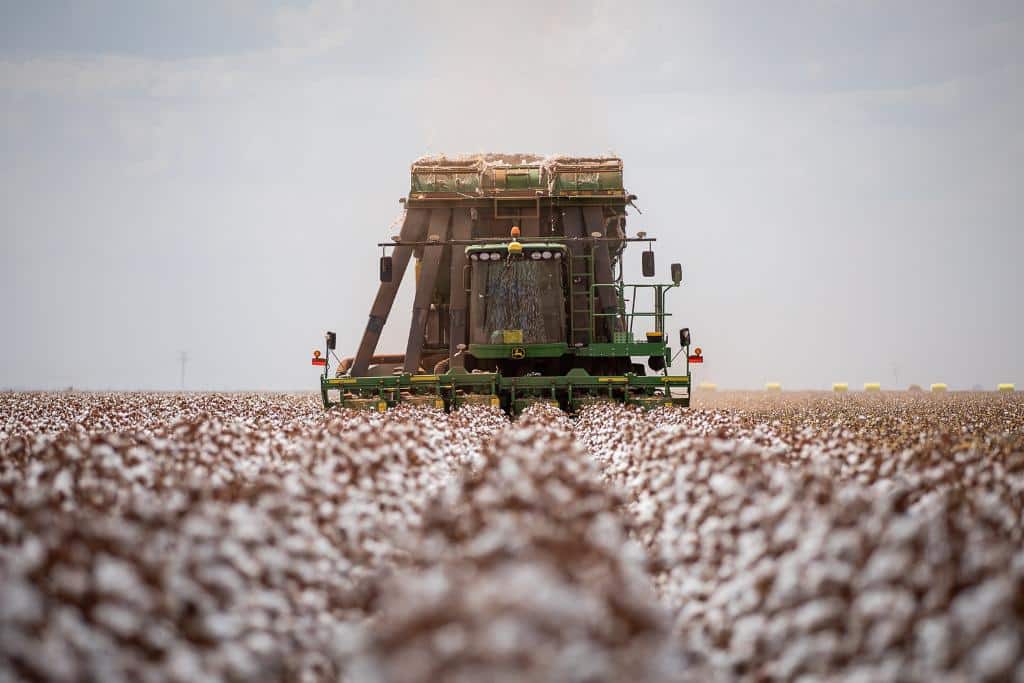 Começa colheita do algodão mato-grossense