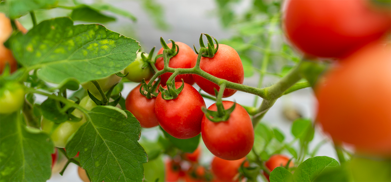 Cesta básica em Cuiabá sobe 1% na terceira semana de setembro, puxada pelo tomate