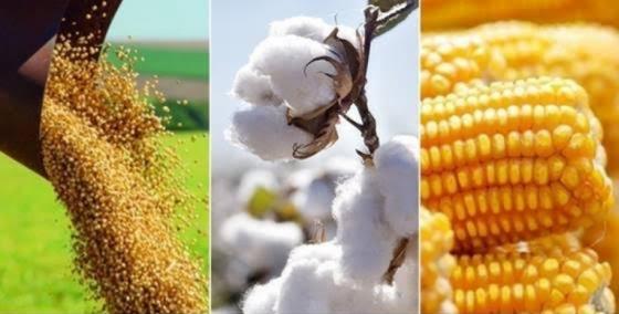 Setor agropecuário de MT cresce acima da média nacional e estabelece novos recordes