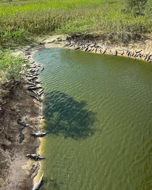 Turista flagra mais de 70 jacarés no Pantanal de MS