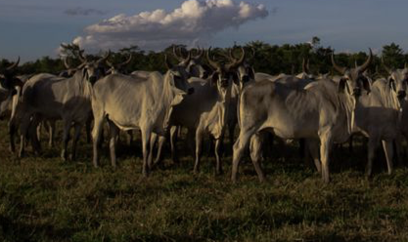 Agropecuária entra em vigor em setembro e vai reduzir emissão de carbono